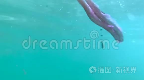 马略卡海沿岸的水中水母视频