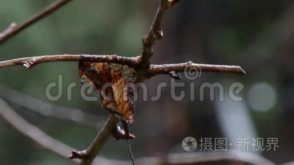 枯死的落叶紧贴在休眠的树枝上视频