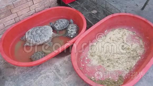 中国海龟蝎子活着视频