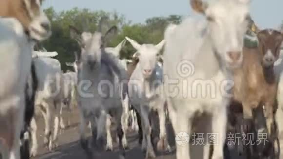 牧场上的山羊。 野生动物和生态。