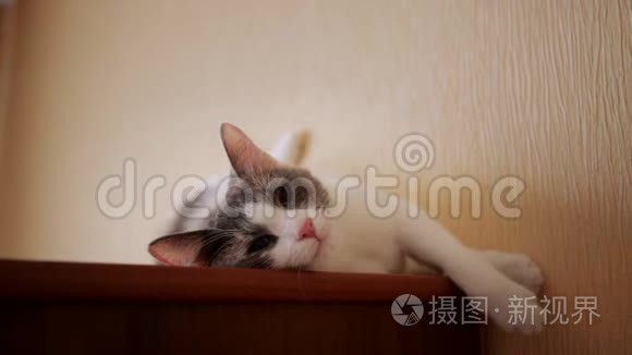 漂亮的猫躺在壁橱里