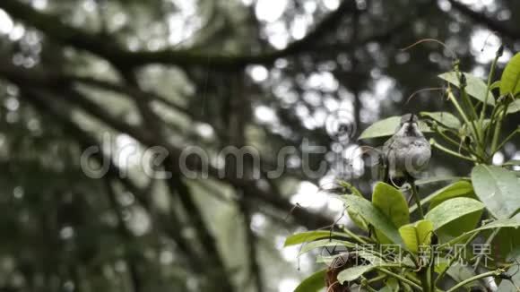 冬天雨落在小蜂鸟身上视频