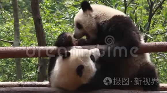 吃竹子熊猫视频