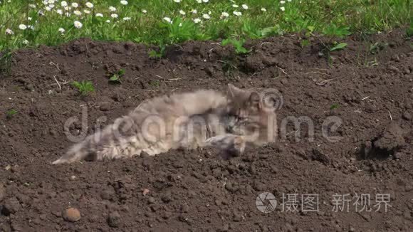 猫在户外在土壤上放松视频