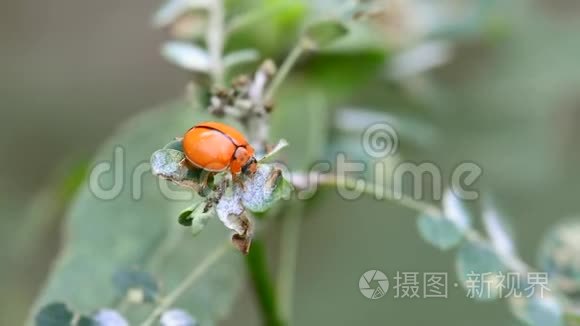 瓢虫吃食物