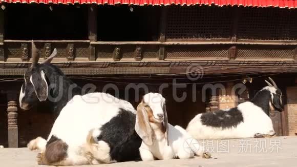 在加德满都的巴克塔普尔休息山羊。 地震后东方古城的日常生活.. 躺在街上的动物
