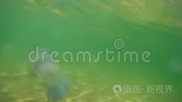 大水母在水下游泳视频