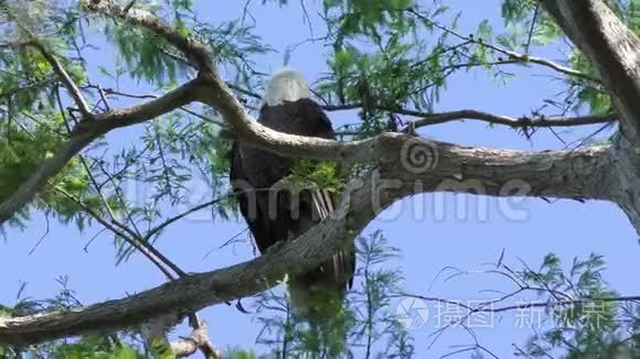 秃鹰栖息在树枝上