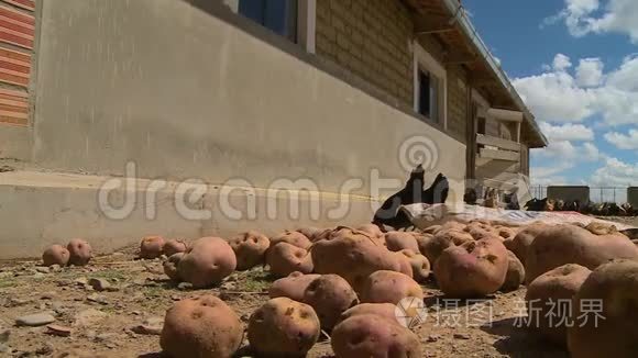 玻利维亚拉巴斯综合农场视频