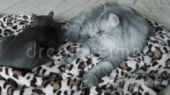 躺在床上的灰毛绒猫视频