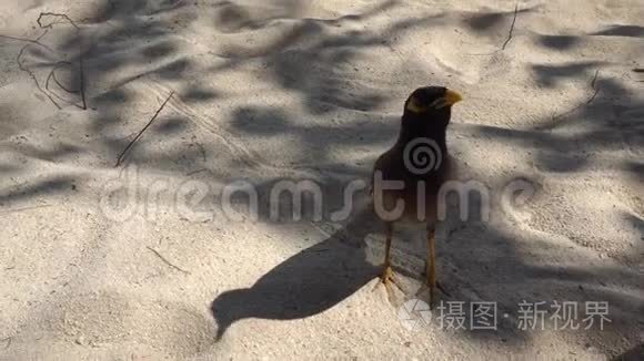 鸟用手吃饭。 就在海滩上，沙子来到了人类的手中。 弹得很漂亮。