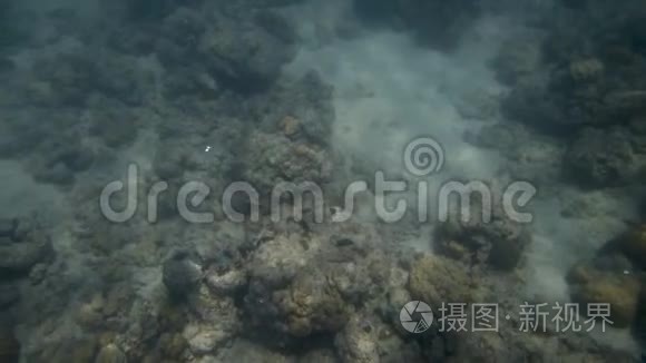 海底的珊瑚礁视频
