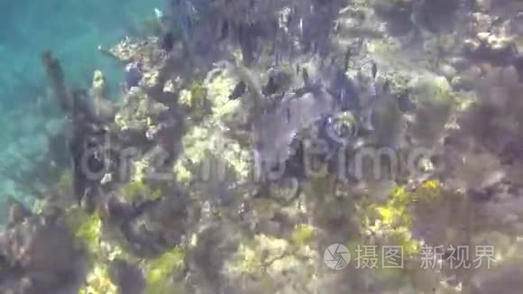 在礁石上游泳的鱼群视频