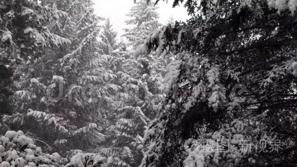 在华盛顿西部的树林里下着大雪