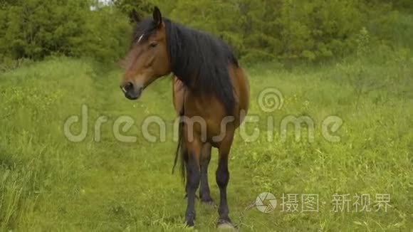 红马在春天的草地上驰骋蓝天视频