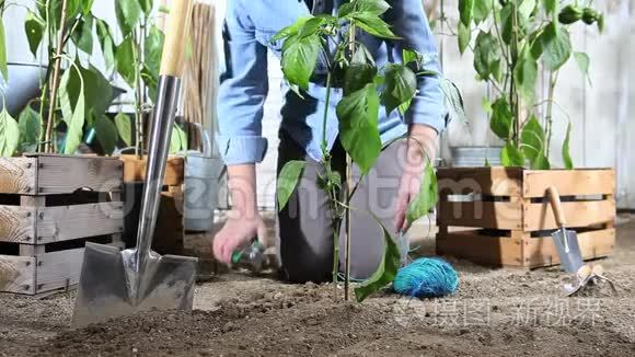 女人在菜园里干活，把甜椒植物绑在竹竿上，这样它就能长出来，就在pla木箱附近