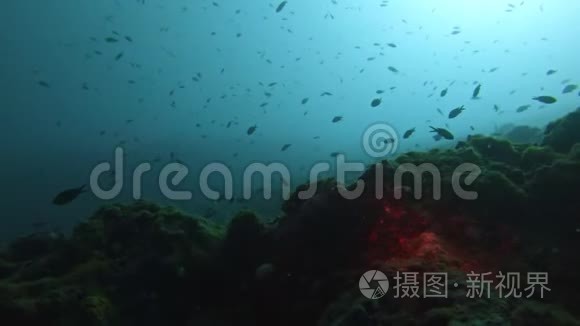 水面的大型珊瑚礁视频