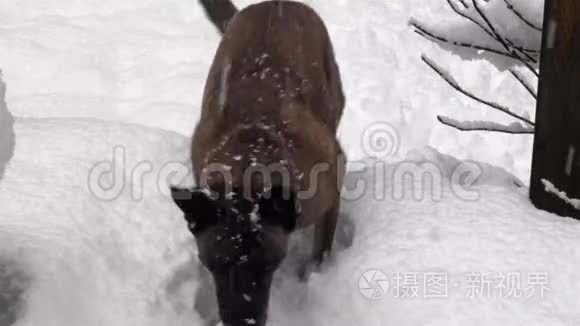 大型混种狗试图从雪中拯救红球视频