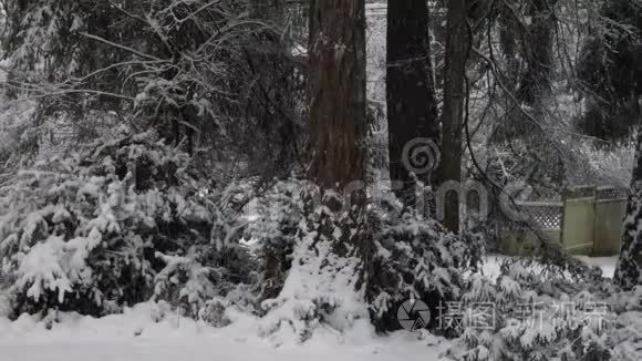 黑松林下的大雪