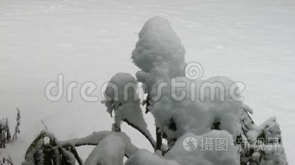 轻雪落在一根细枝上