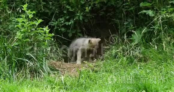 北极狼，犬狼疮苔原，幼崽站在入口，实时