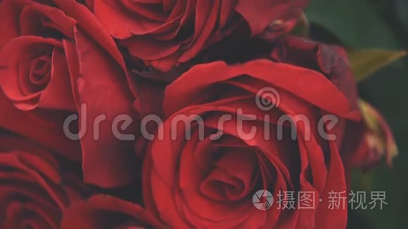 裁剪视频的花束大嫩的红玫瑰。 美丽的嫩芽。 摄像机在向上移动。