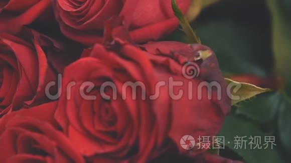 裁剪视频的花束大嫩的红玫瑰。 美丽的嫩芽。 摄像机在向上移动。
