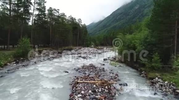 在美丽的松林中的暴风山河视频