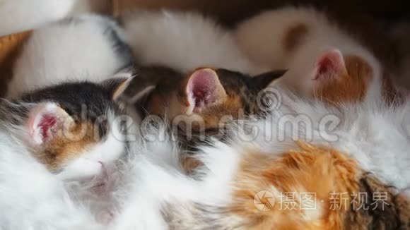 小猫向母猫吮吸着乳头. 哺乳小猫。 小猫吃妈妈`牛奶。 可爱的猫科动物。