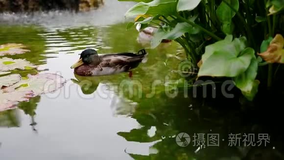 鸭子在池塘里游泳