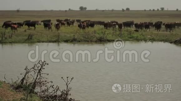 水库的牛群视频