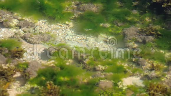 小鱼在海藻和珊瑚礁中缓慢游动mov格式视频下载 正版视频编号02u0iw 摄图新视界视频库 小鱼在海藻和珊瑚礁中缓慢游动mov格式视频下载 正版视频编号02u0iw 摄图新视界视频库