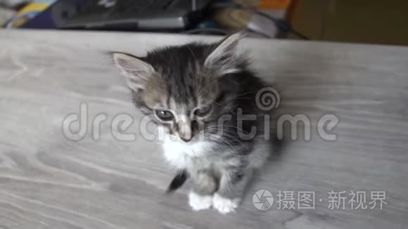 生病的小猫坐在桌子上视频