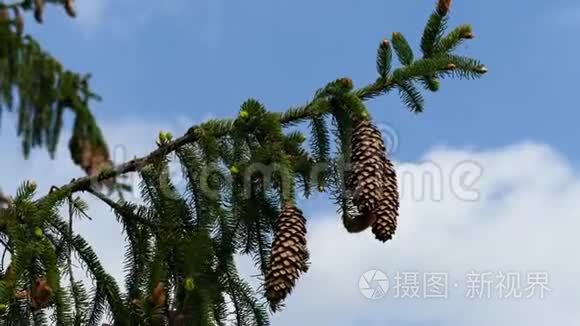 云杉树枝上的大型重锥,在轻柔的风中摆动,分辨率为4k短视频