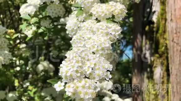 苹果树上的白色花朵视频