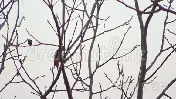 啄木鸟在树干上跳跃的超慢动作特写