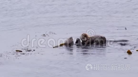 长镜头海獭喂食视频