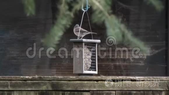 小黑眼睛朱诺科鸟坐在喂食器上视频