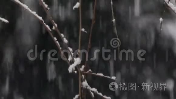 小细节拍摄的树枝在雪下视频