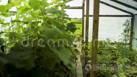 老人在检查温室里的植物生长视频