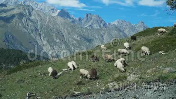 山羊和羊在山上凝视视频