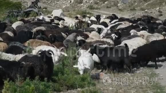 山羊和羊在山上凝视视频