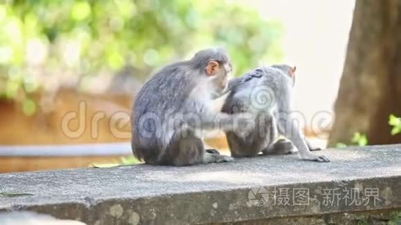 两只猴子坐在公园的石头上看视频