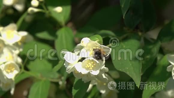 大黄蜂飞过茉莉花，慢动作