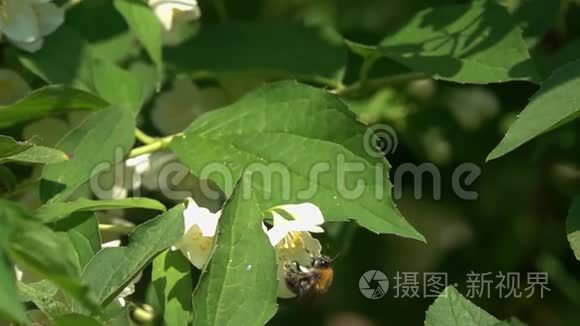 大黄蜂飞过茉莉花，慢动作