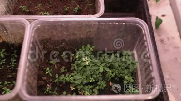 从种子中生长的花。 塑料盆里的树苗。 植物生长