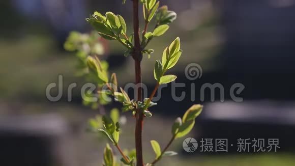 春金银花枝，幼叶和肾。