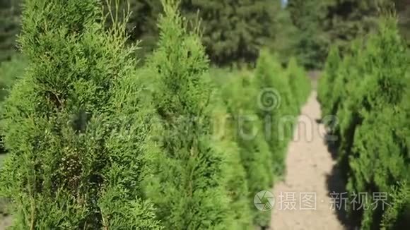 大苗准备移植和景观设计视频