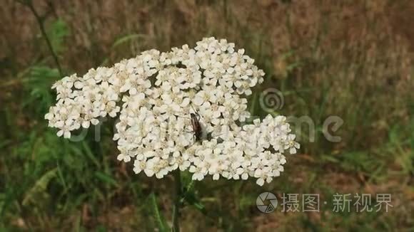 植物和昆虫视频