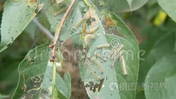 樱桃树叶子上的许多毛毛虫 一窝大白毛虫吃树叶 幼虫和卵mov格式视频下载 正版视频编号02xx3u 摄图新视界视频库